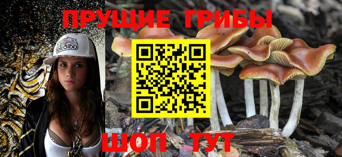 как найти закладки  Галлюциногенные грибы Psilocybine cubensis  Галлюциногенные грибы Magic Shrooms  Вход с VPN  Гатчина 